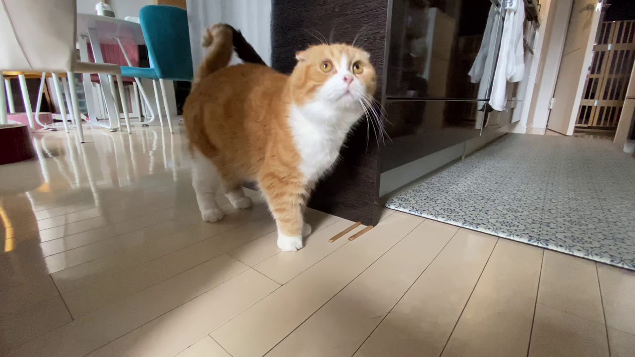 スコちゃんの飼い主必見！こうなる前に・・・