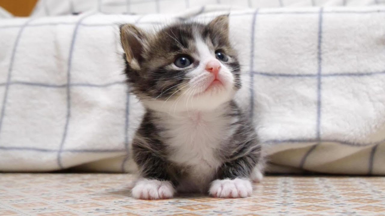 優しく撫でてと子猫が、かわいい視線をママに送る【赤ちゃん猫　保護猫】
