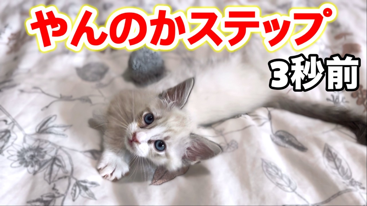 新しく家族になった子猫のやんのかステップww 【残り物(猫)には福がある】#やんのかステップ