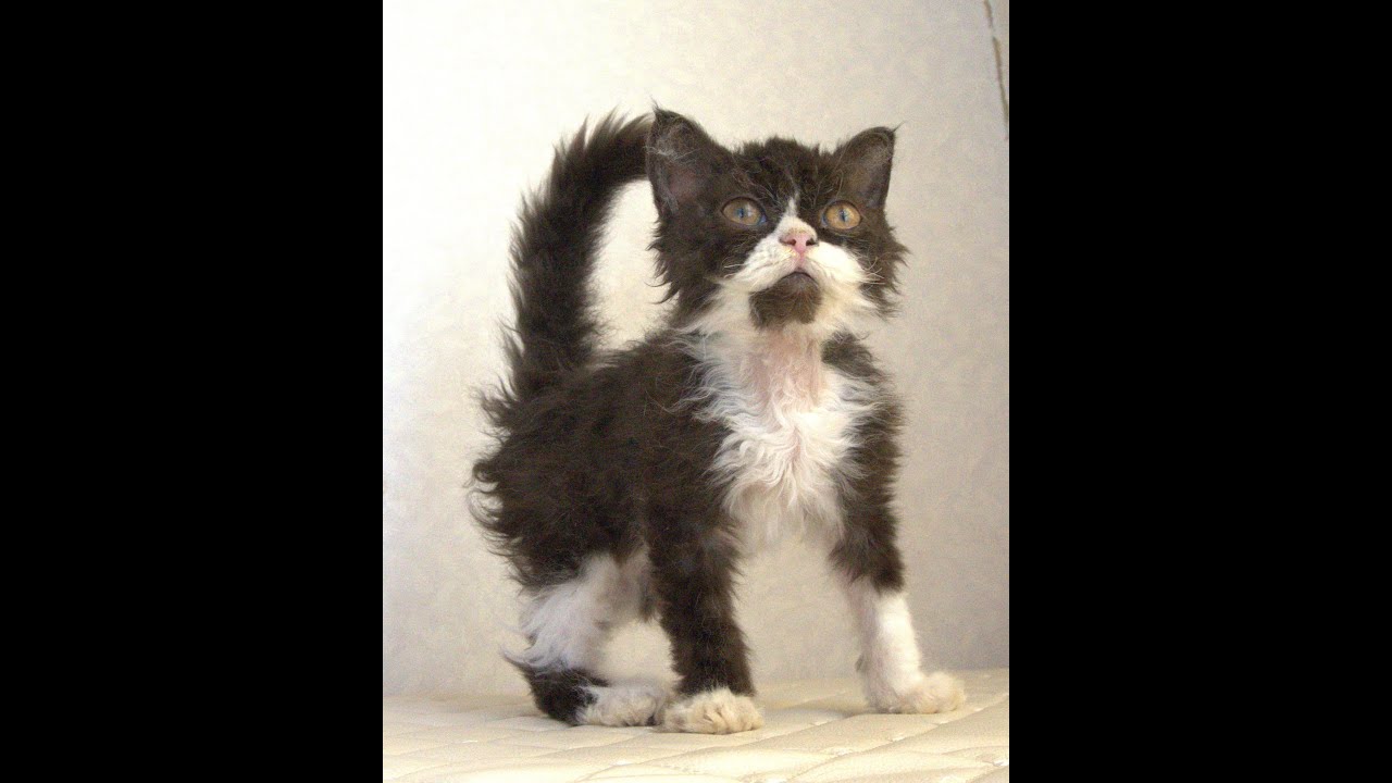 セルカークレックス子猫　Selkirk Rex　2025.4.12産まれ　ブラック＆ホワイト　巻き毛　女の子　シーダキャット猫のお店