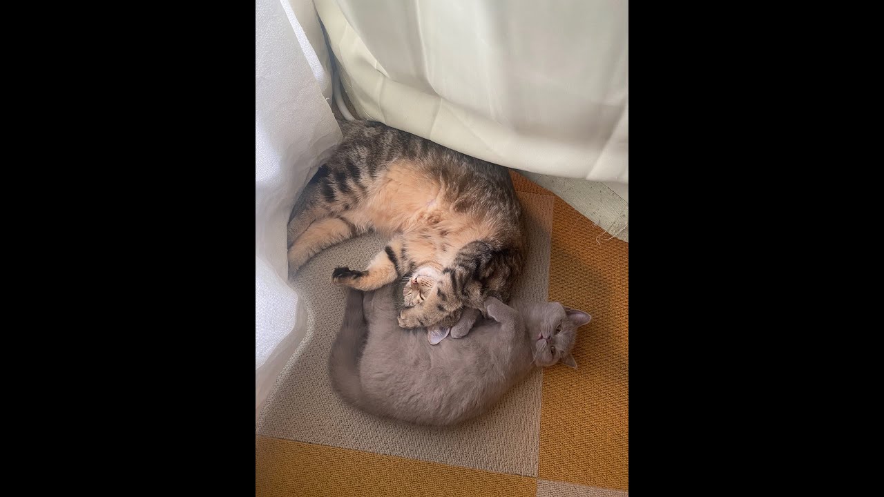 スコティッシュとブリティッシュの毎日