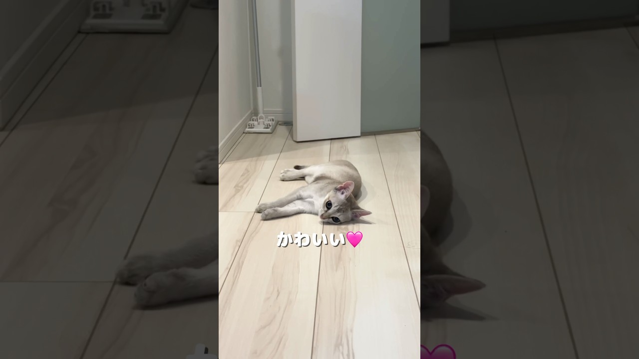 【キュンキュン】ママの帰宅が嬉しすぎて、愛情爆発してるシンガプーラの可愛い子猫#子ネコ #猫のいる暮らし #好きな子猫