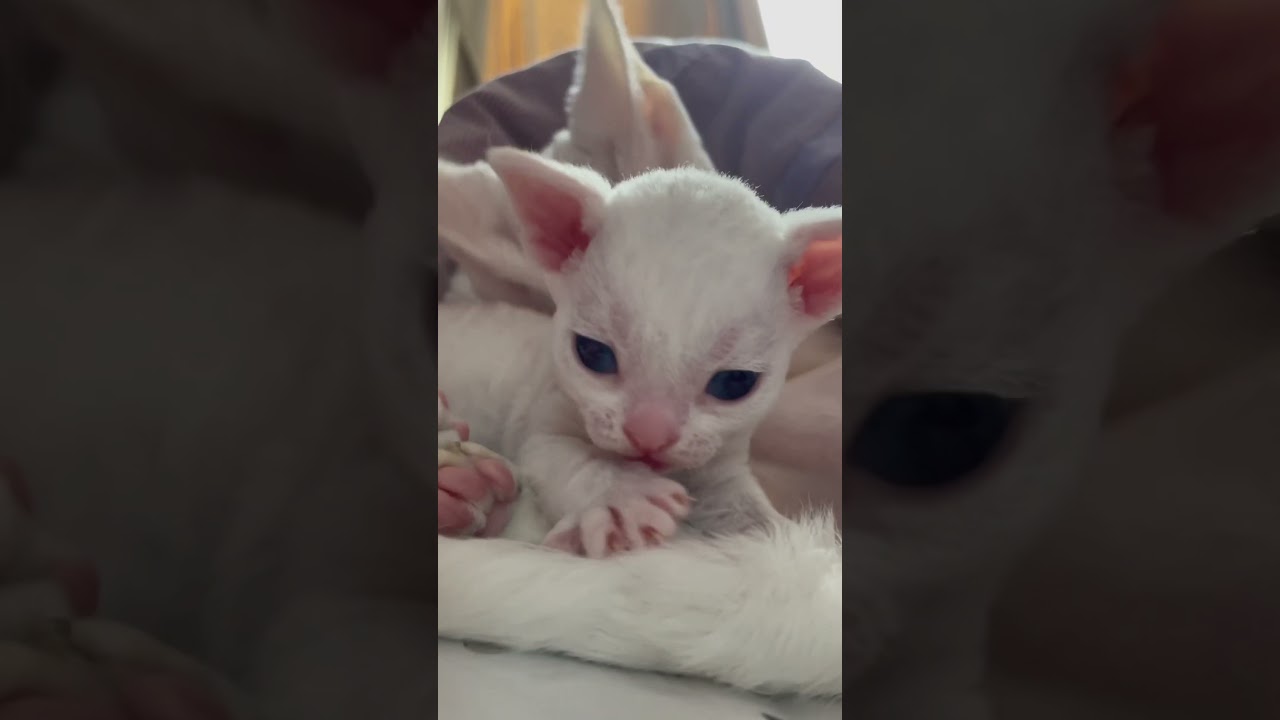Learning to wash #cat #kitten #devonrexcat #devonrexkitten #devonrex #デボンレックス #데본렉스 #德文卷毛猫