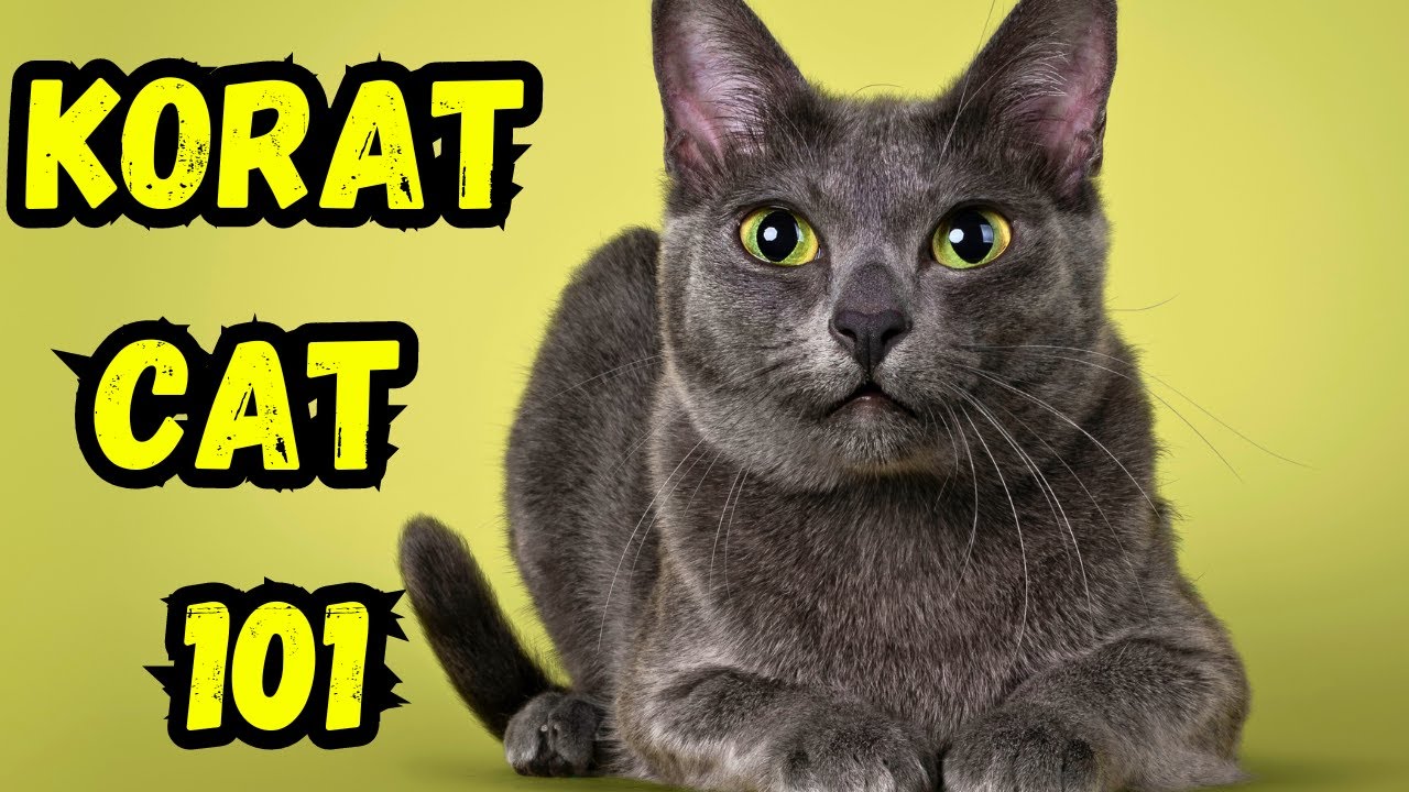 Korat Cat 101 | Pros And Cons, Everything You Need To Know