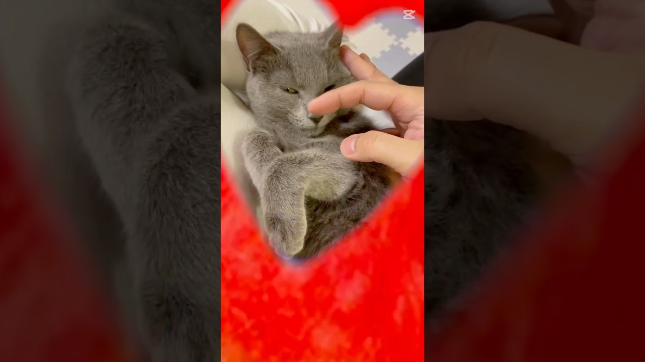 【猫ロシアンブルー】毎日暑いにゃ〜‼️皆さん涼しい所で過ごしてにゃ❤️ #shorts #russianblue #ロシアンブルー #かわいい猫 #可愛い猫