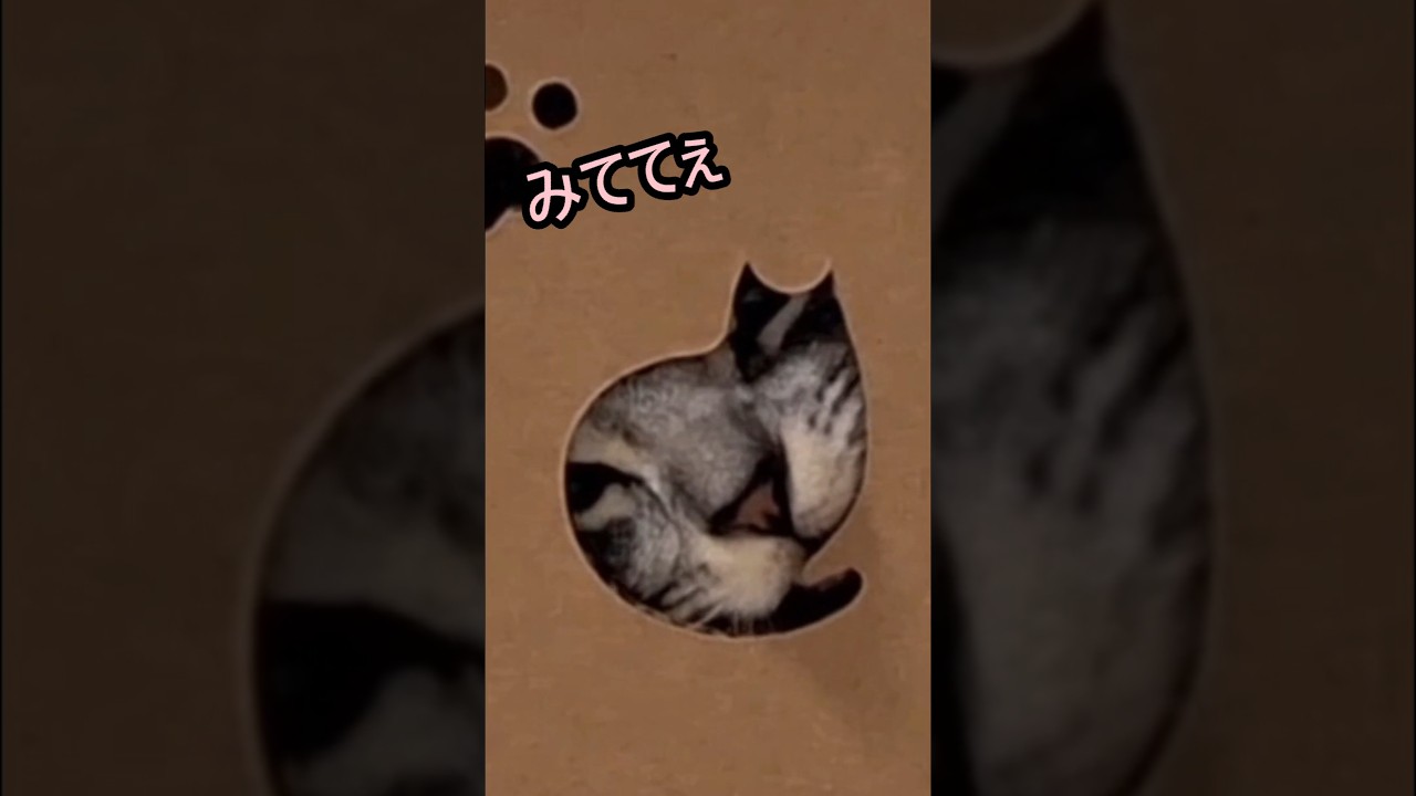 ｢#アメショ の男の子 キリアンの日常 見てて～見ててよー｣#shorts  #アメリカンショートヘアー #ねこ #cat  #猫 #猫のいる暮らし