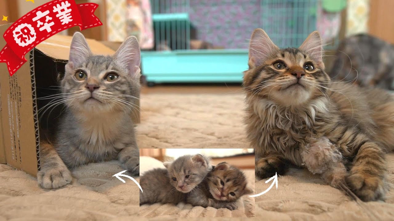 【祝卒業】生後5日でやってきた子猫たちは里親さんのお家の子になりました