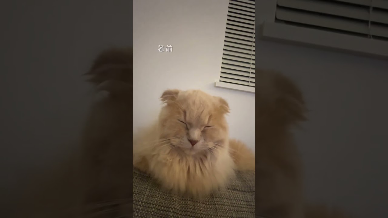 【寝ぼけてるねこ】スコティッシュフォールドロングヘアー