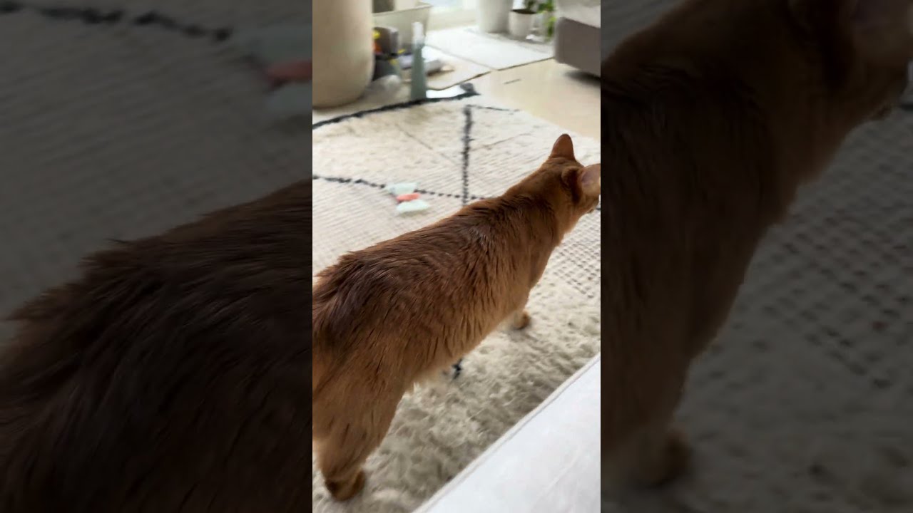 キャットウォークにゃー🐈 #cat #ねこ #猫 #ネコ  #ソマリ #chat