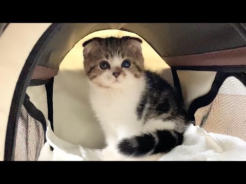 子猫がおうちにやってきた！【スコティッシュフォールド♂】