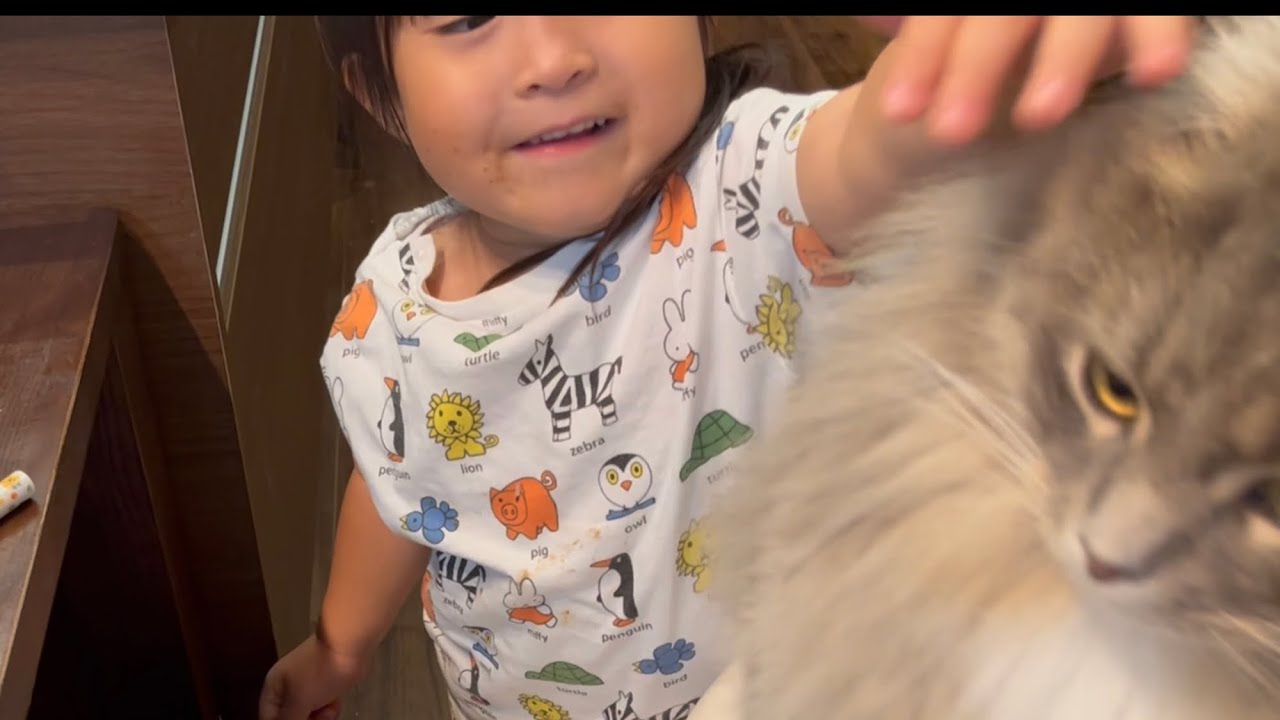 撫でられるよりは遊んで欲しい猫　サイベリアン