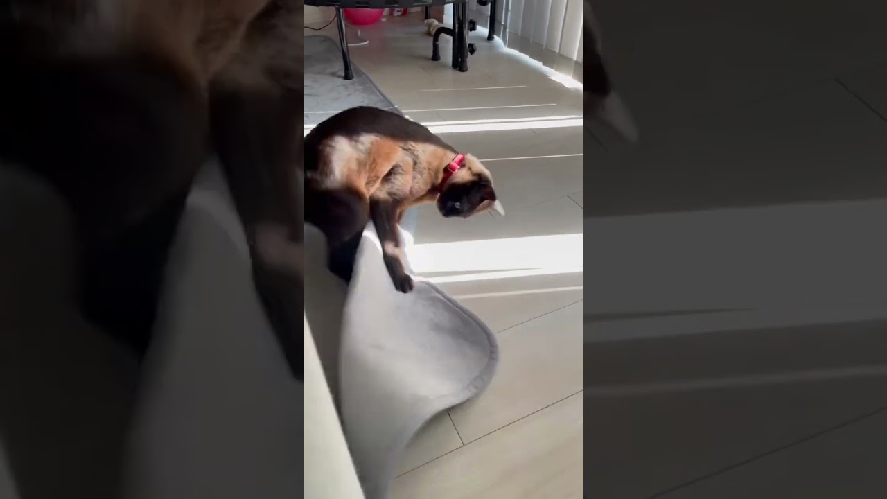 【挙動不審な猫】トンキニーズのROCKETくんはお掃除をするお利口な猫？#shorts #ねこ #cat #ねこ動画 #トンキニーズ#tonkinese #ねこ部 #ねこのいる暮らし#ねこのいる生活