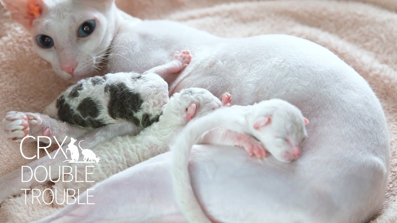 Two day old Cornish rex kittens [CUTE KITTENS]