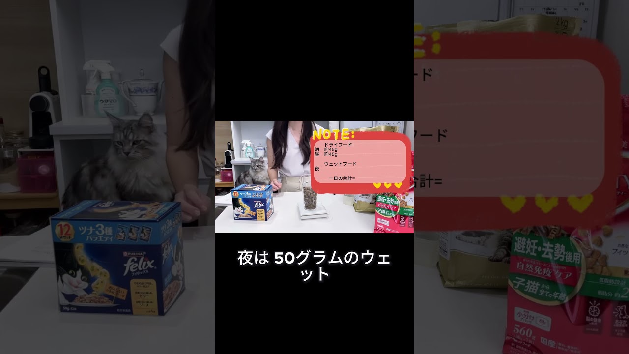 うちのメインクーンはどれぐらい食べるの？ #メインクーン #cat #猫のいる暮らし#mainecoon #ragdoll #ラグドール