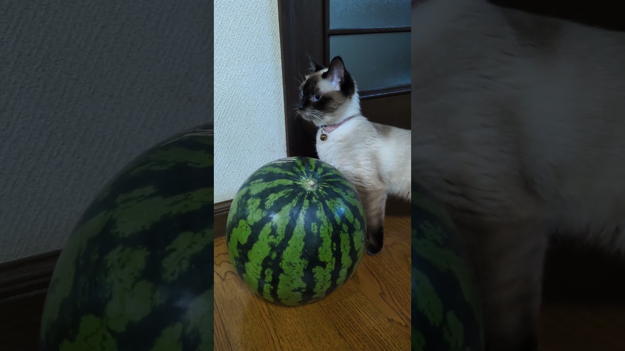スイカとシャム猫マロンちゃん☆夏の出会い🍉🐾 #cat #catshorts #シャム猫 #しゃむねこ #猫のいる暮らし #猫のいる生活 #スイカ #すいか #夏