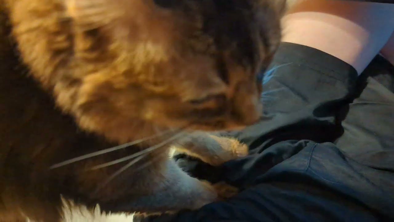 【1293日目】柔らかいか？ #ソマリ #cat