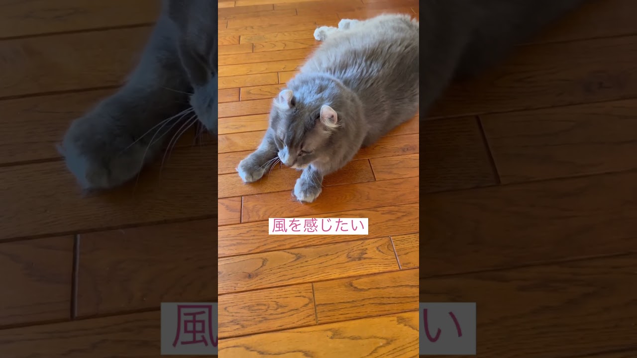 風を感じたい #ねこ動画 #アメリカンカール #catvideos