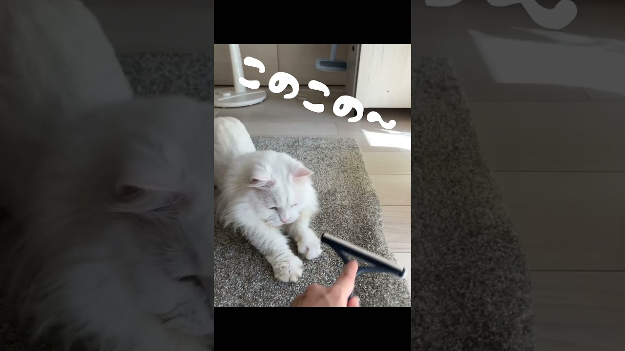 セリアしゃんの毛取りブラシ、すごいにゃよ〜！ #マンチカン
