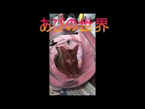 ネコ動画あび＃5151　あびの毎日　アビシニアン　あび