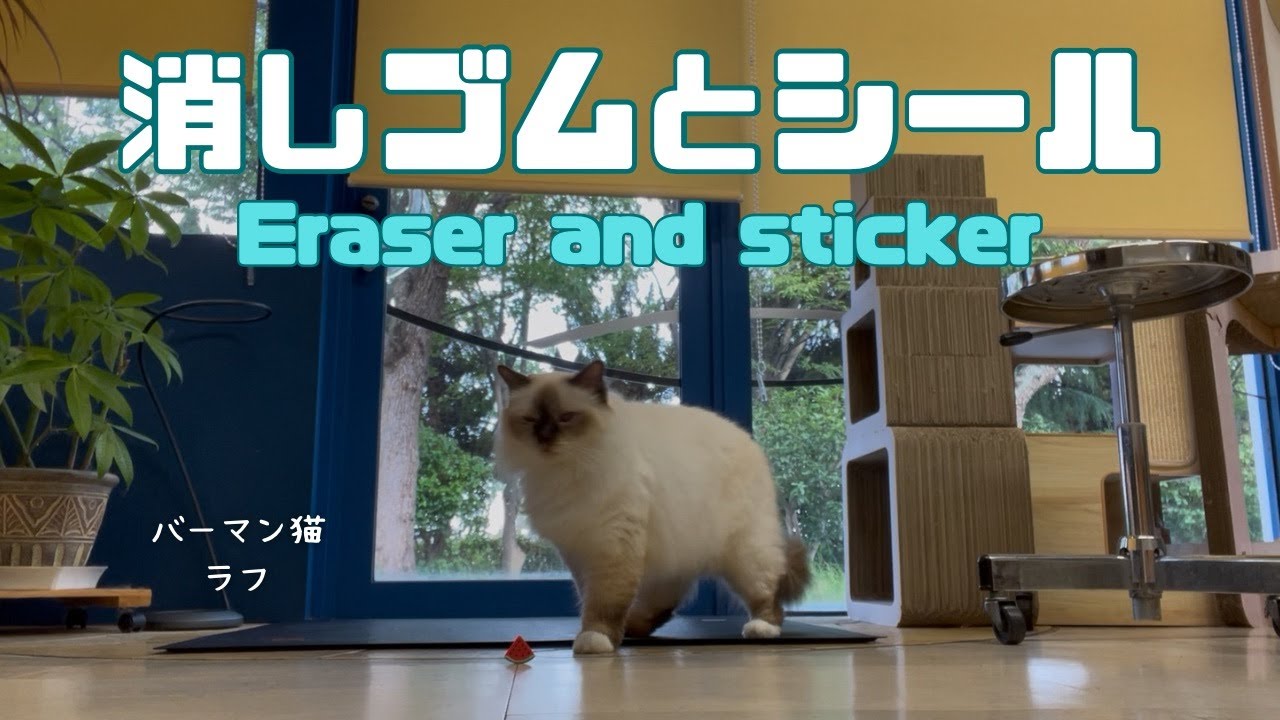 バーマン猫ラフ【消しゴムとシール】Eraser and sticker（バーマン猫）Birman/Cat