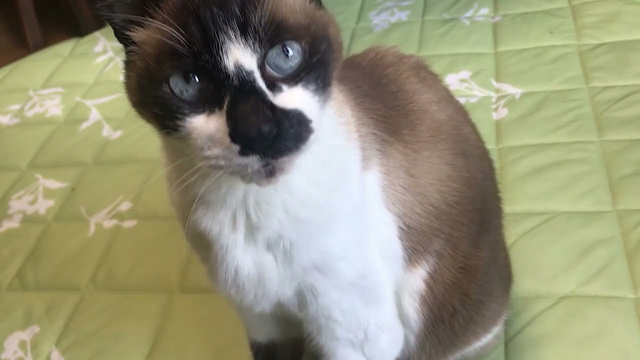 癒しの激かわシャム猫