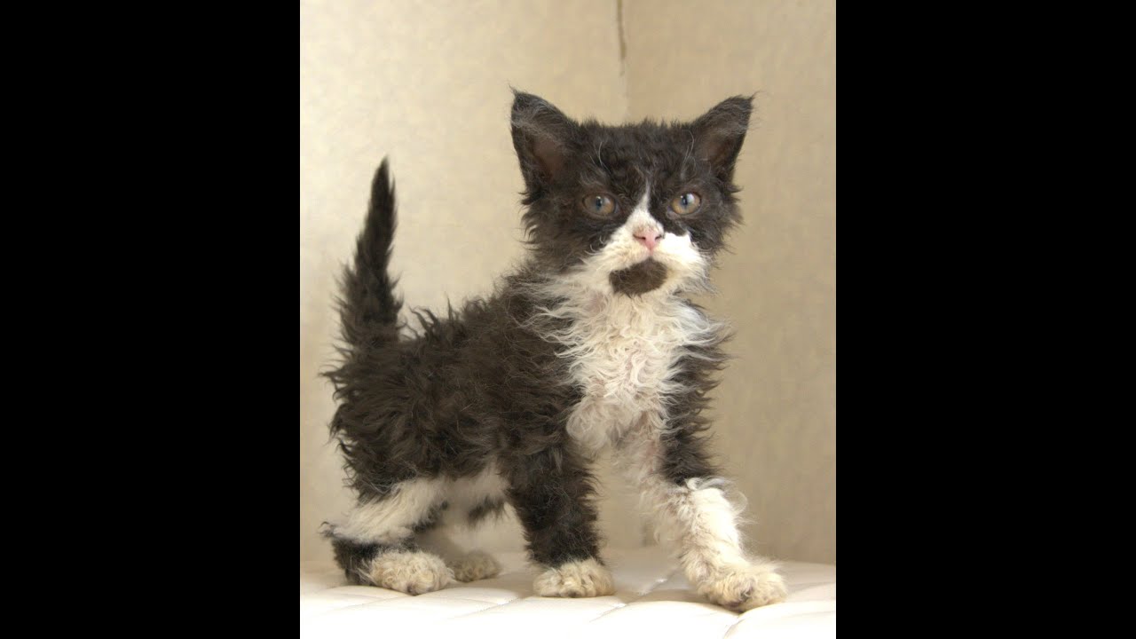 セルカークレックス子猫　Selkirk Rex　2025.4.12産まれ　ブラック＆ホワイト　巻き毛　女の子　シーダキャット猫のお店