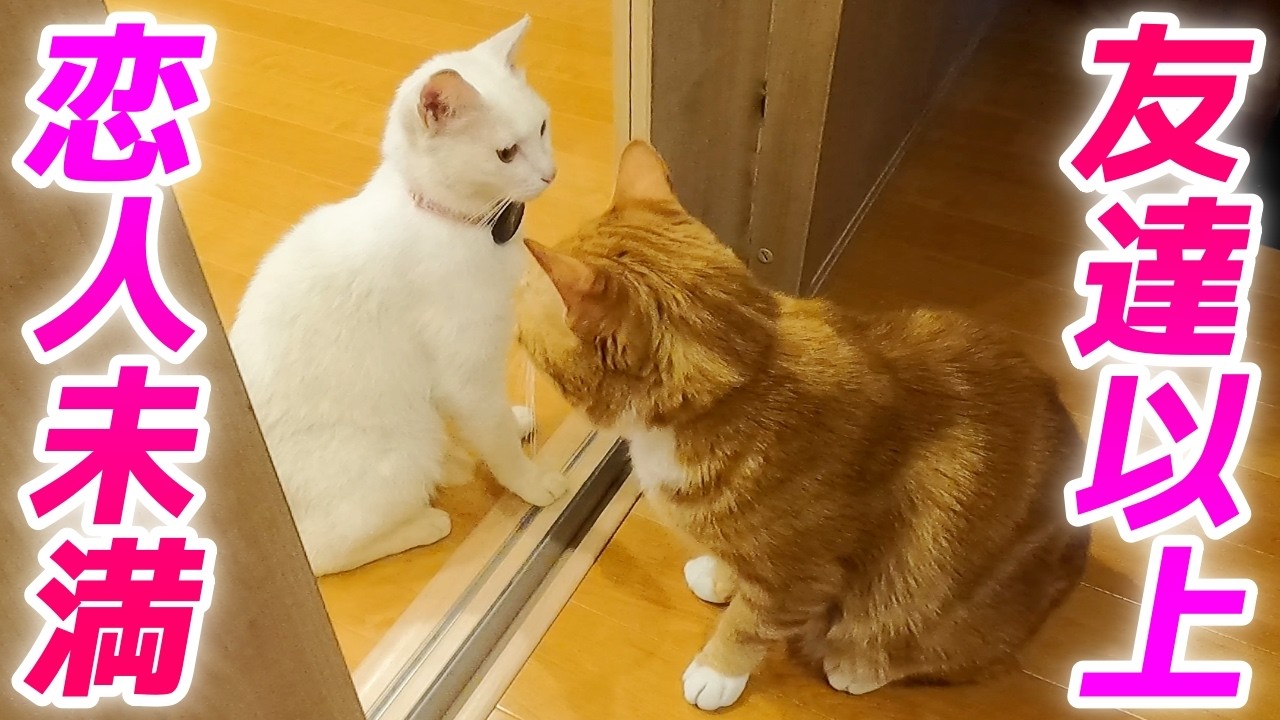 パパが庭子猫ちゃんと末っ子猫君の仲人をしていました…笑［いきる君とクウちゃん］