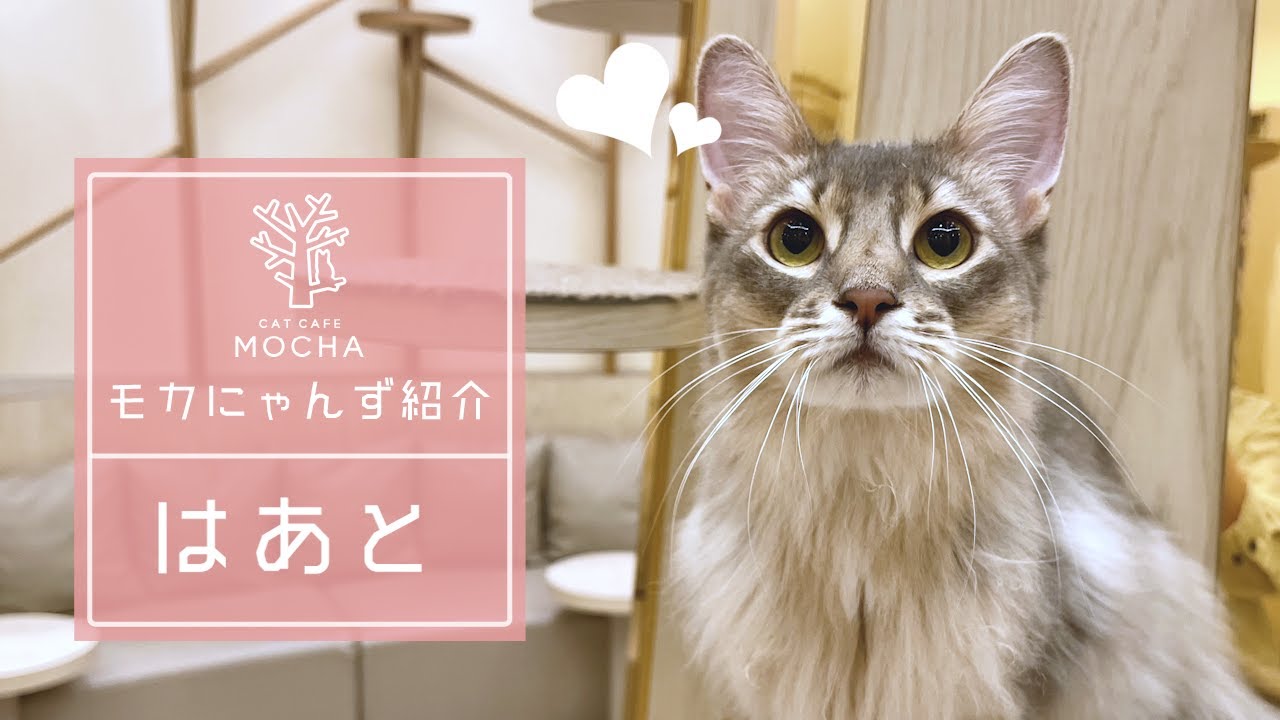 はあと（ソマリ♀）筑紫野店