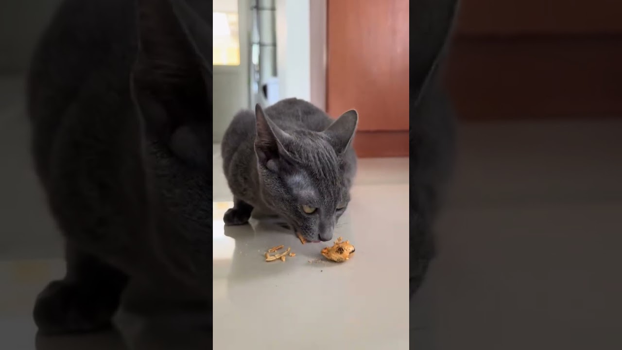 Korat kitten vs mussel 😼 sound on🔈#asmr #koratcats #cat #cuteanimals #cute #cutecats #koratcat