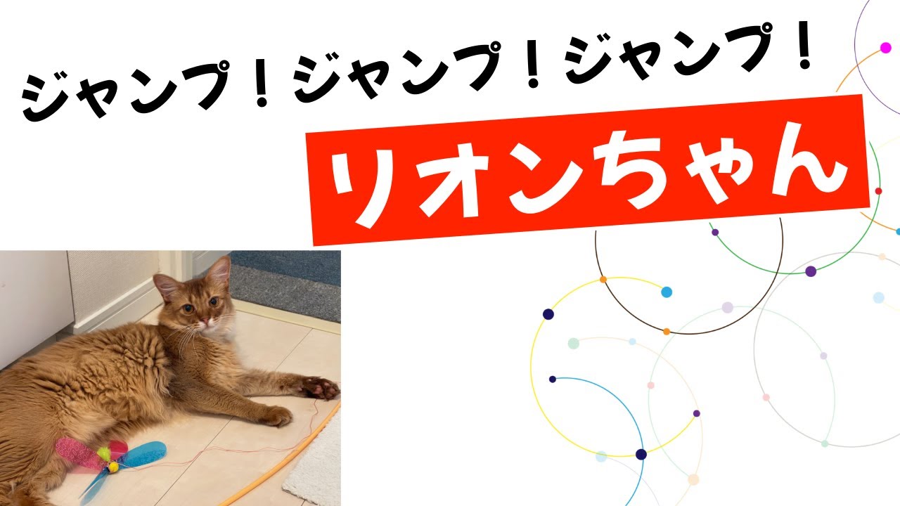ジャンプ！ジャンプ！ジャンプ！にゃー🐈　〜うるるねこ リオンくん〜　＃ねこ＃ネコ＃猫 #cat #chat