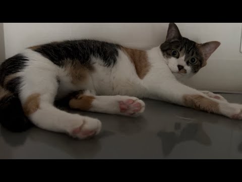 【日本の絶景】逆さ猫