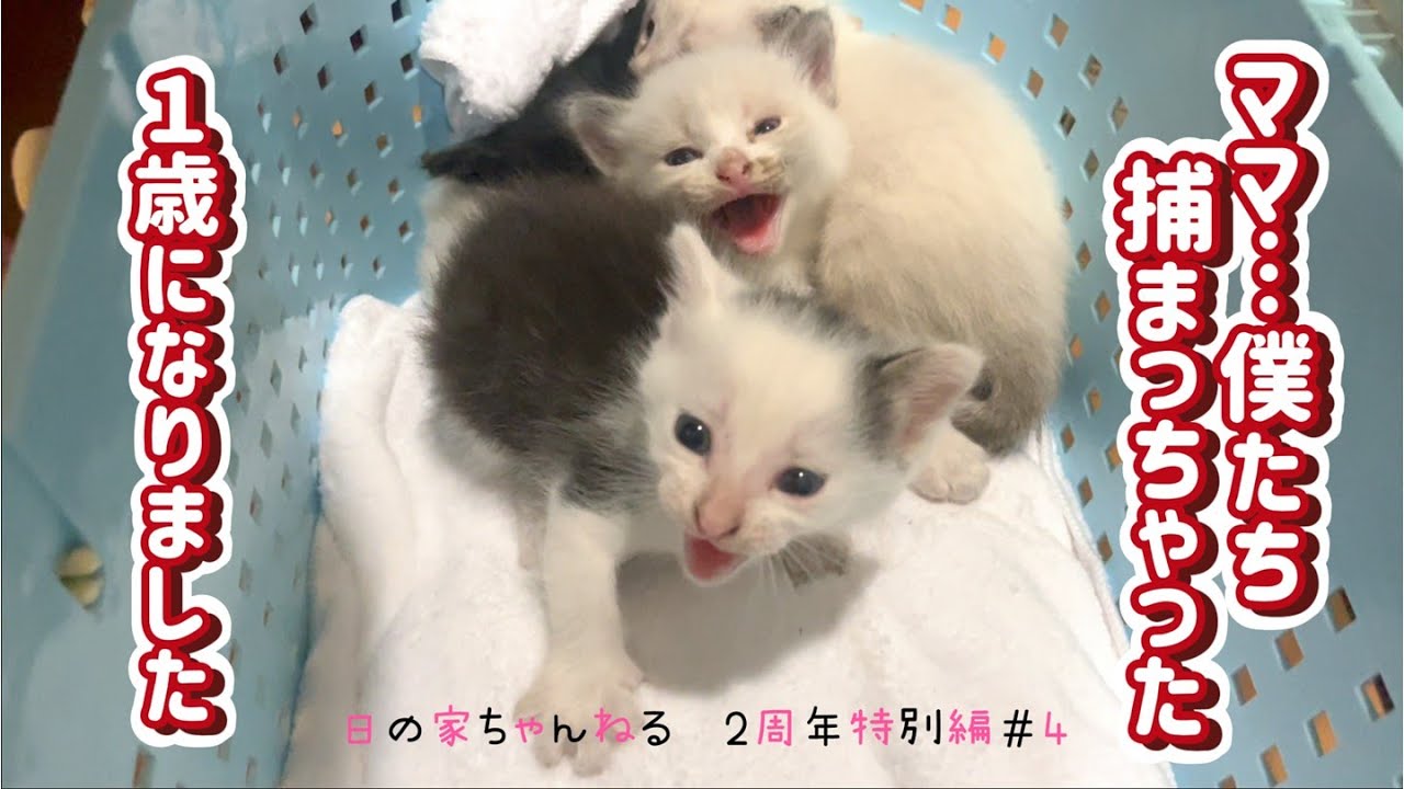 【保護猫】母猫を待つ4匹の子猫の記録　1歳になりました　　2025年　2周年特別編#4　赤ちゃん特集