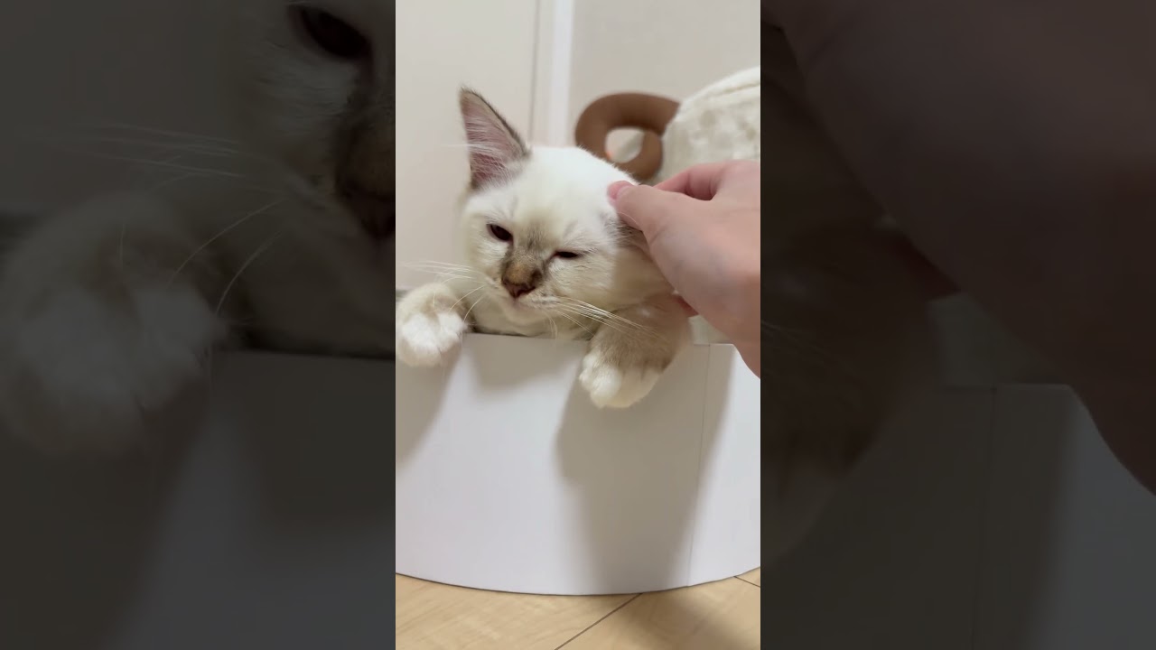 眠たい猫#子ネコ #猫のいる暮らし #バーマン #cuteanimals #kitten #cat #cutepets #かわいい動物 #寝る