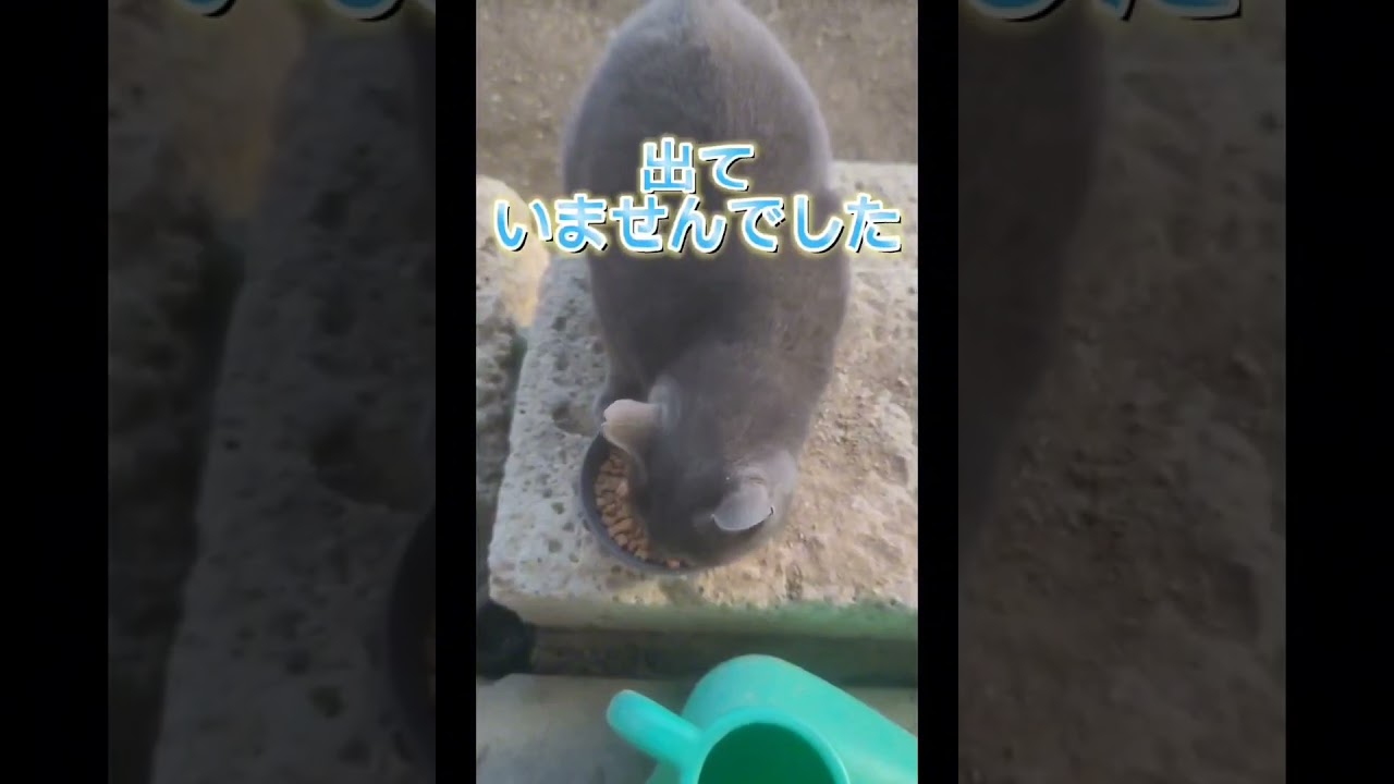 胡麻の思い出🐱#shorts#コラット#ハチワレ