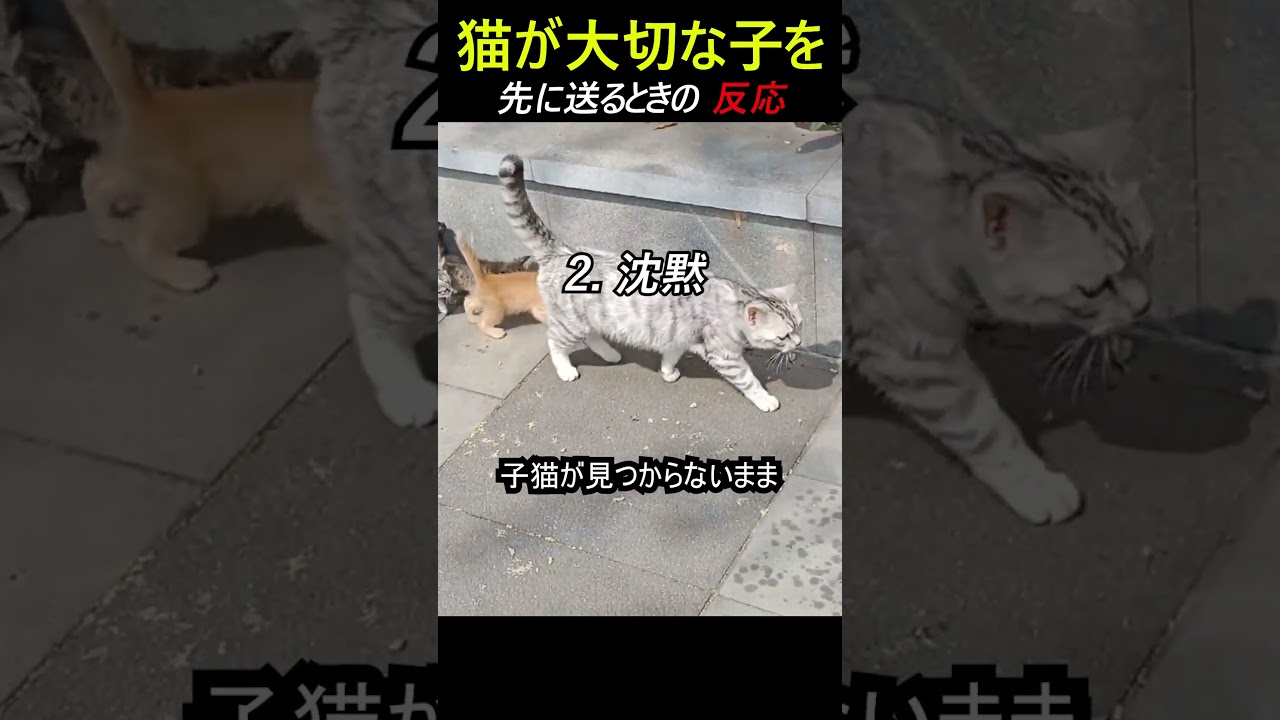 猫が大切な子を先に送るときの反応