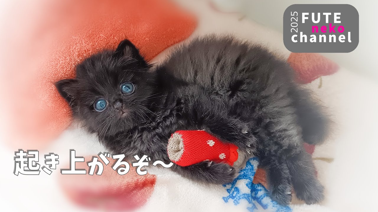寝たきりになってしまった子猫が起き上がれるようになりました【保護子猫】
