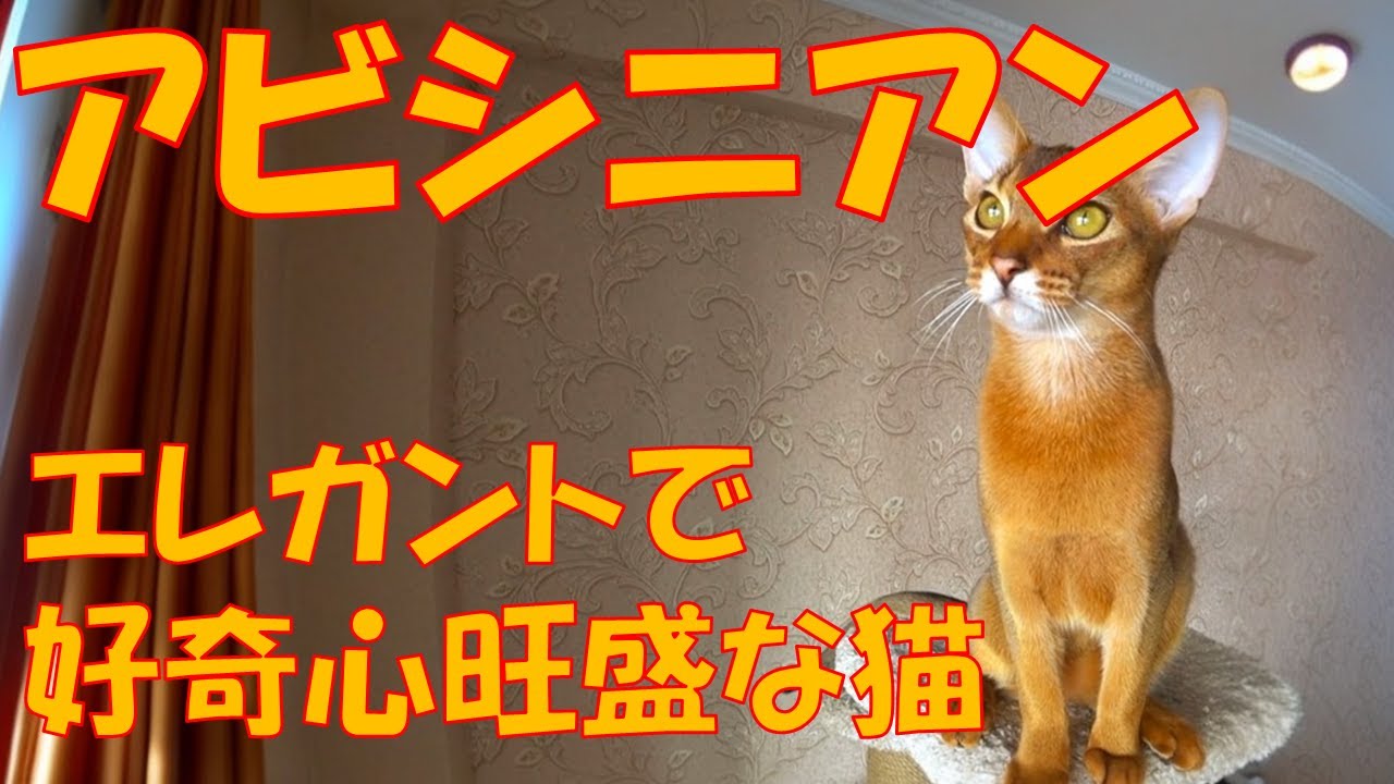 【アビシニアン】エレガントで好奇心旺盛な猫