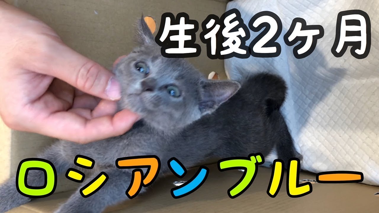 生後2ヶ月 ロシアンブルー 赤ちゃん猫を飼いました。
