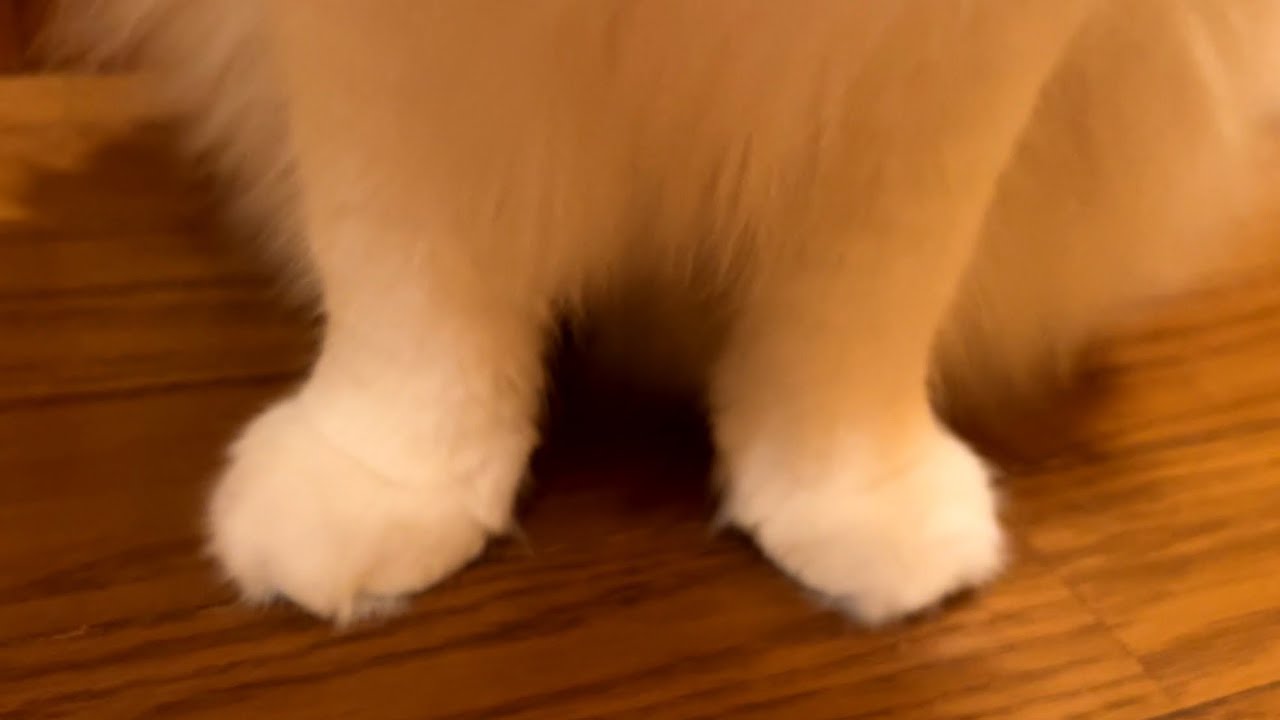 【クイズ‼︎】この可愛いお手手は誰かにゃ〜ん？？？♡ノルウェージャンフォレストキャットとターキッシュアンゴラ