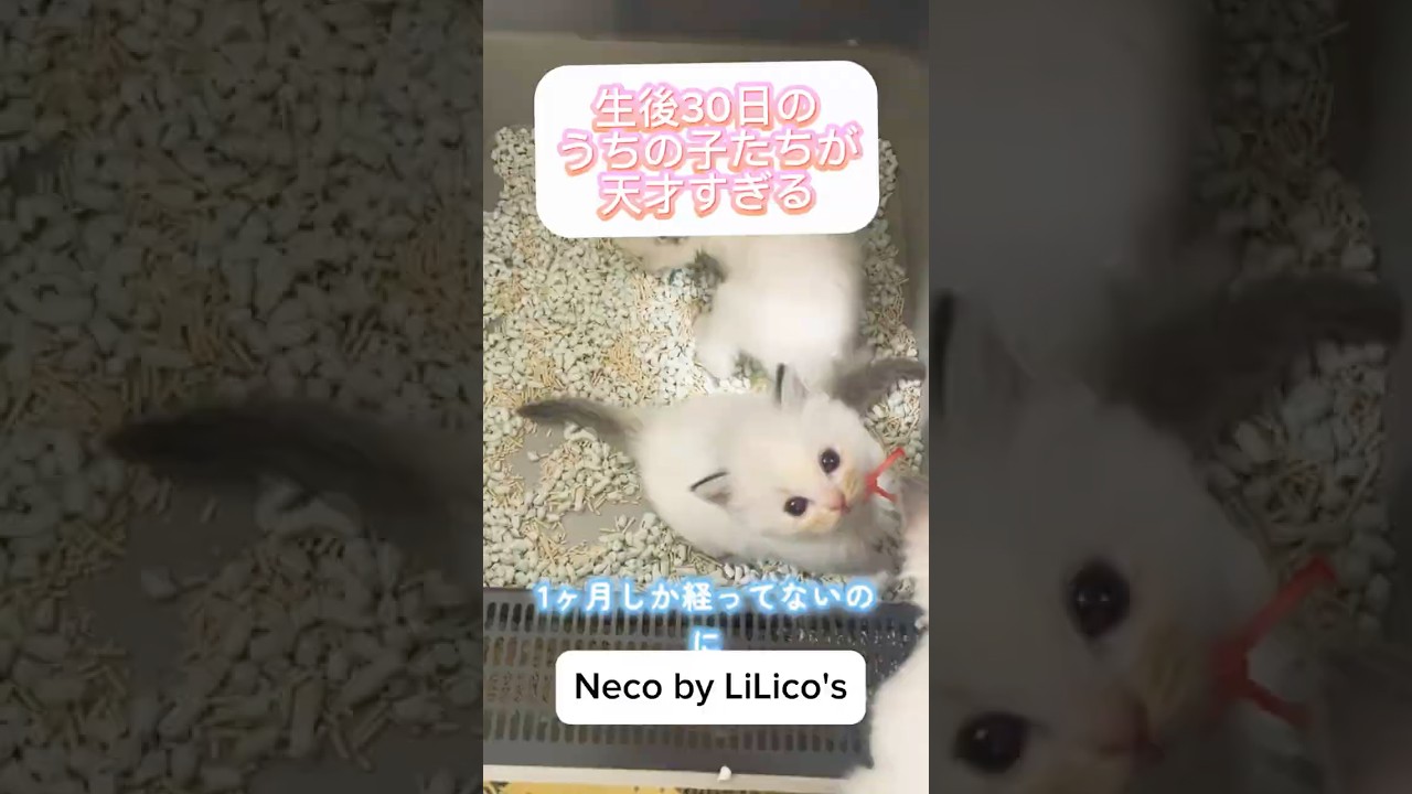 天才！生後1ヶ月のラグドールの子猫達！