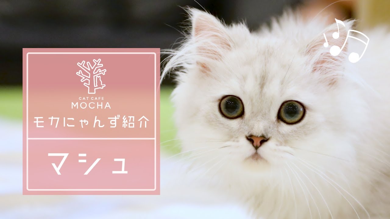 マシュ（ペルシャ♀）大宮店