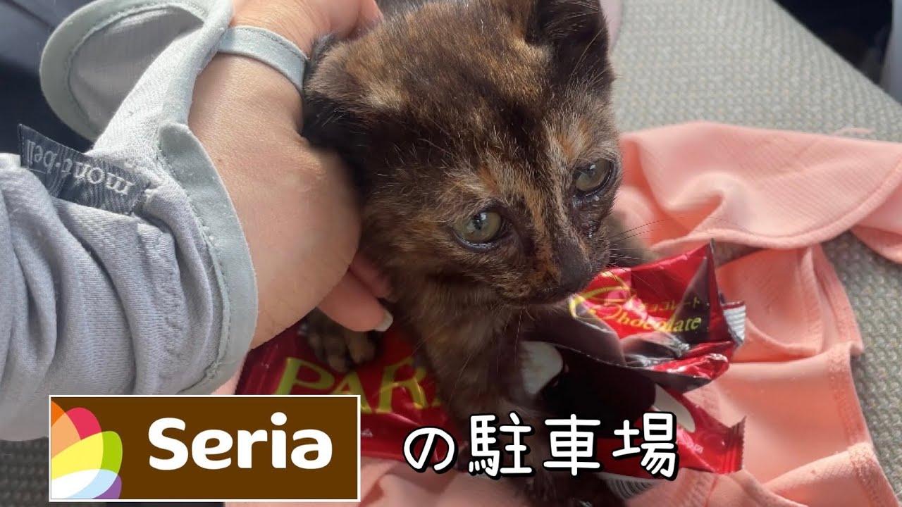 車の下から子猫が出てきた。無我夢中で保護。セリアの駐車場。