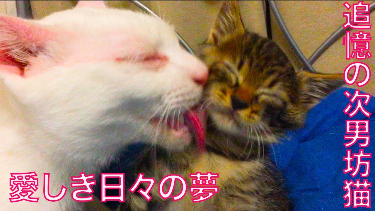 小さき次男坊猫の時代、愛しき日々の夢 Dream about my second-cat