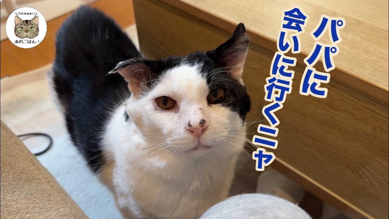 【老野良猫保護】保護から１年半初めて亡くなったパパの部屋に行った猫が取った行動に…