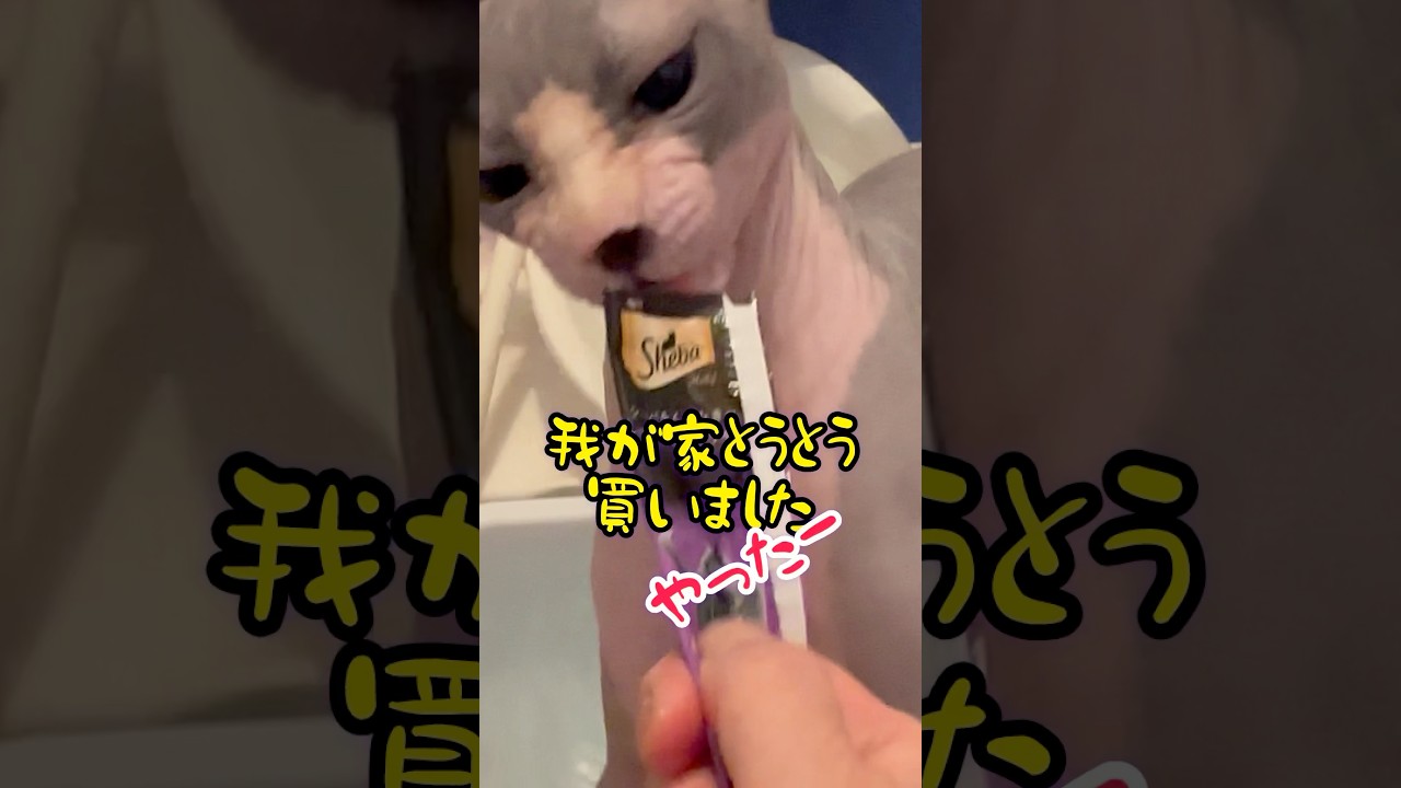 スフィンクス猫に念願の物買いました〜（関連動画と関係あり）#shorts #猫 #cat #猫のいる暮らし #ねこ