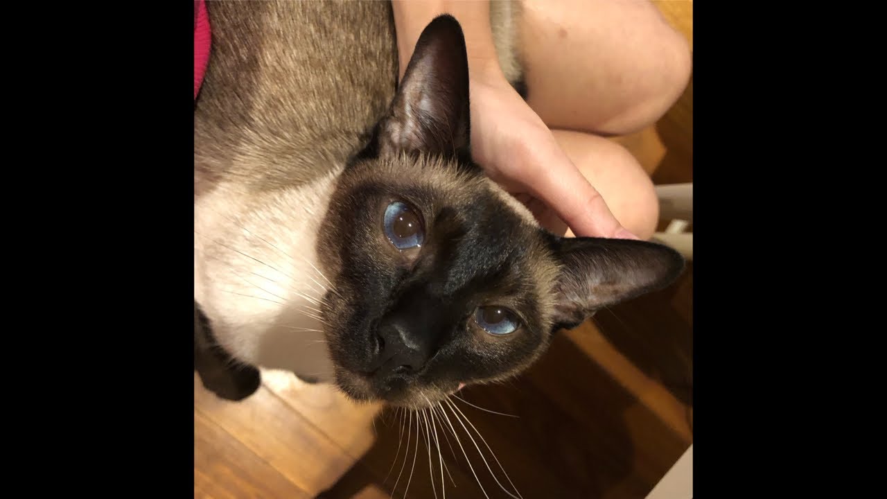 I am a Siamese cat. is live!