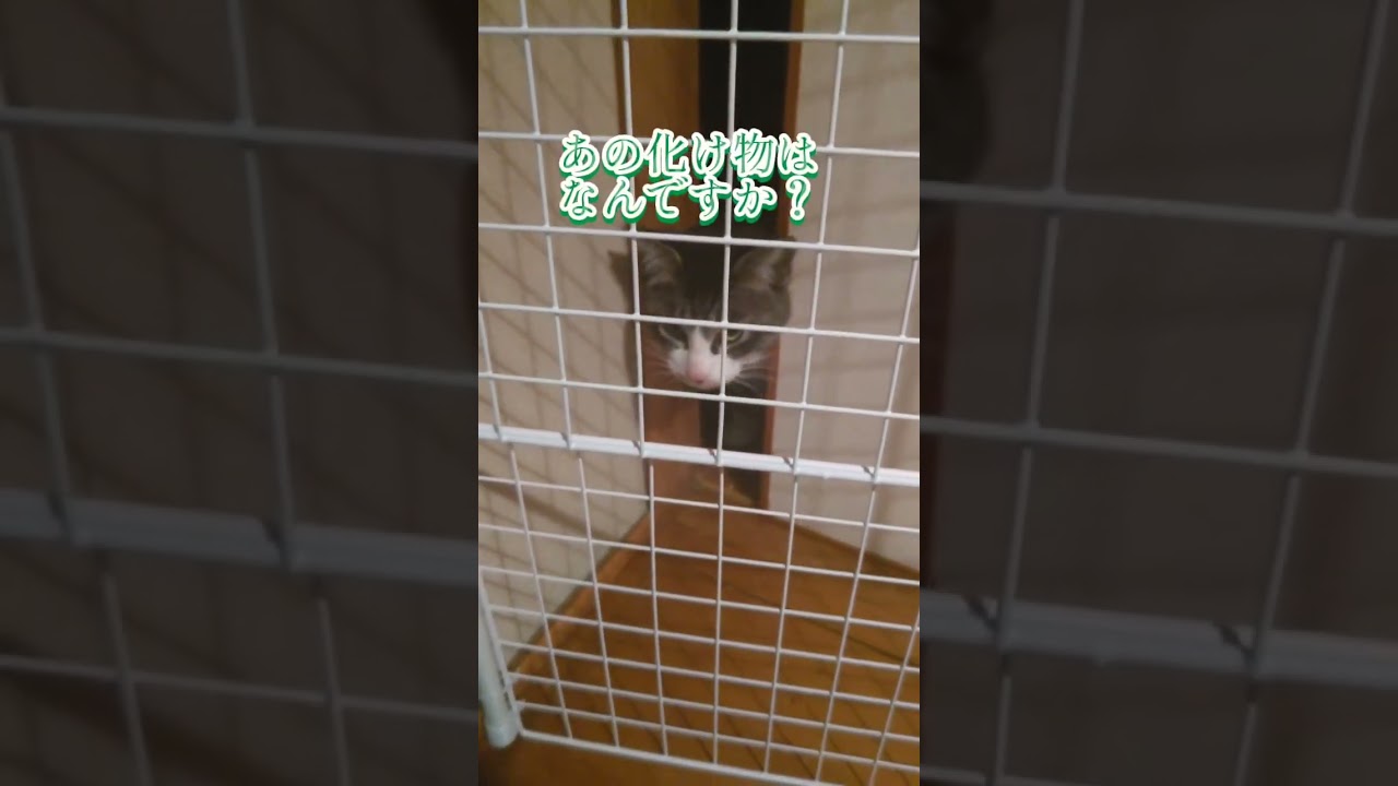 よっちゃんの試練( ΦωΦ )#shorts#サバ白#コラット#ハチワレ#アフレコ