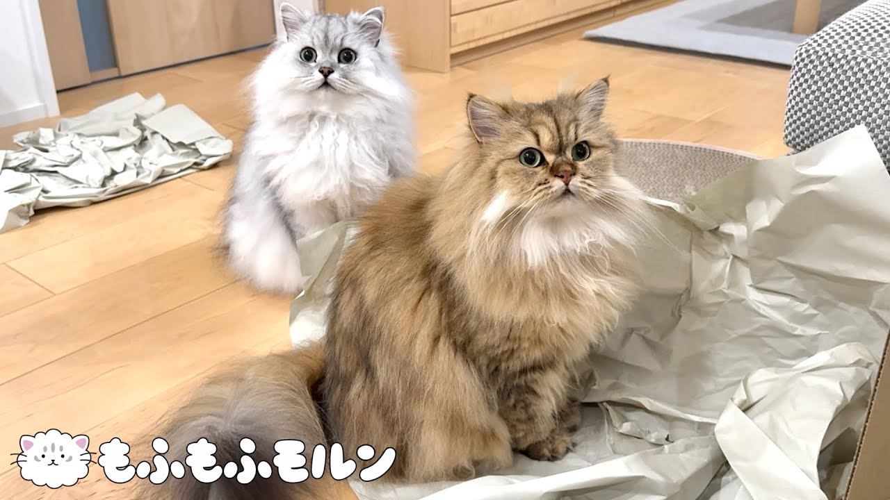 もふもふ猫たちのお気に入りは… 【サイベリアン】