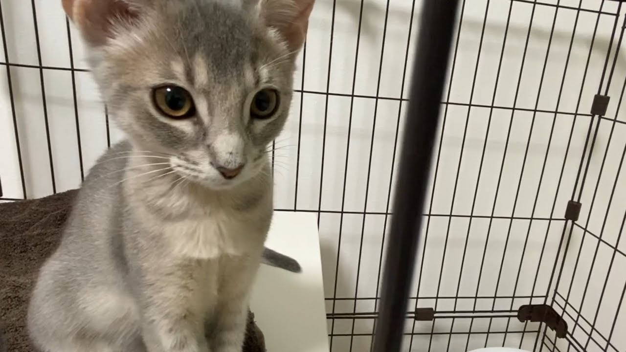 新しくやって来た、生後3ヶ月のアビシニアンの子猫がかわいすぎる。