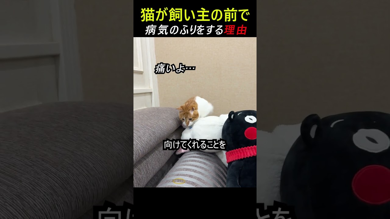 猫が病気のふりをする理由